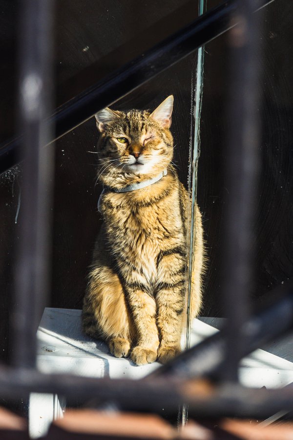 Pet example