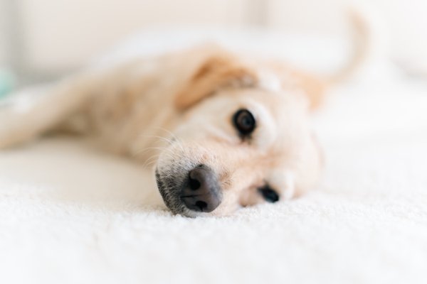 Pet example