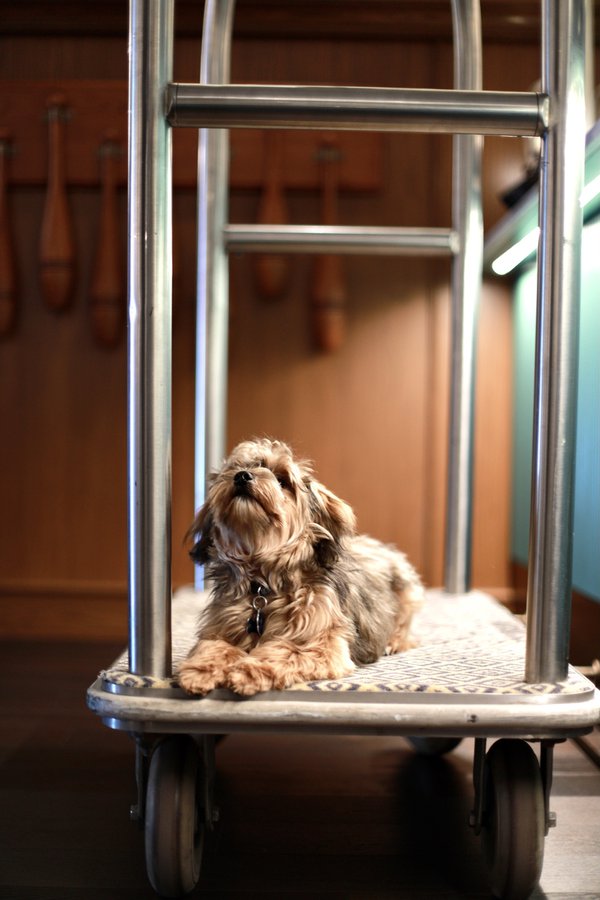 Pet example