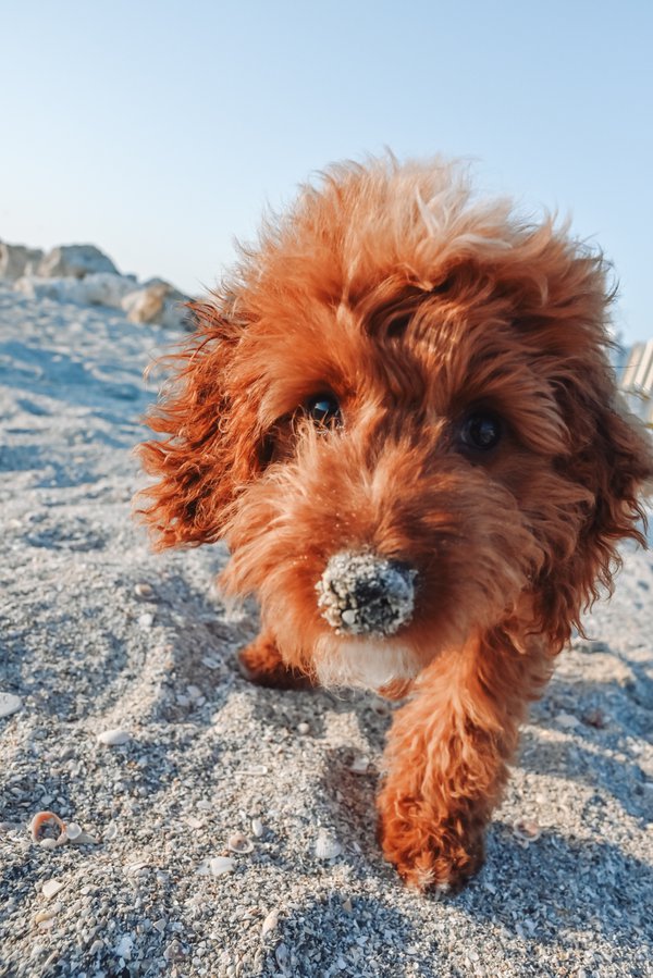 Pet example