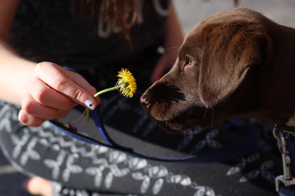 Pet example